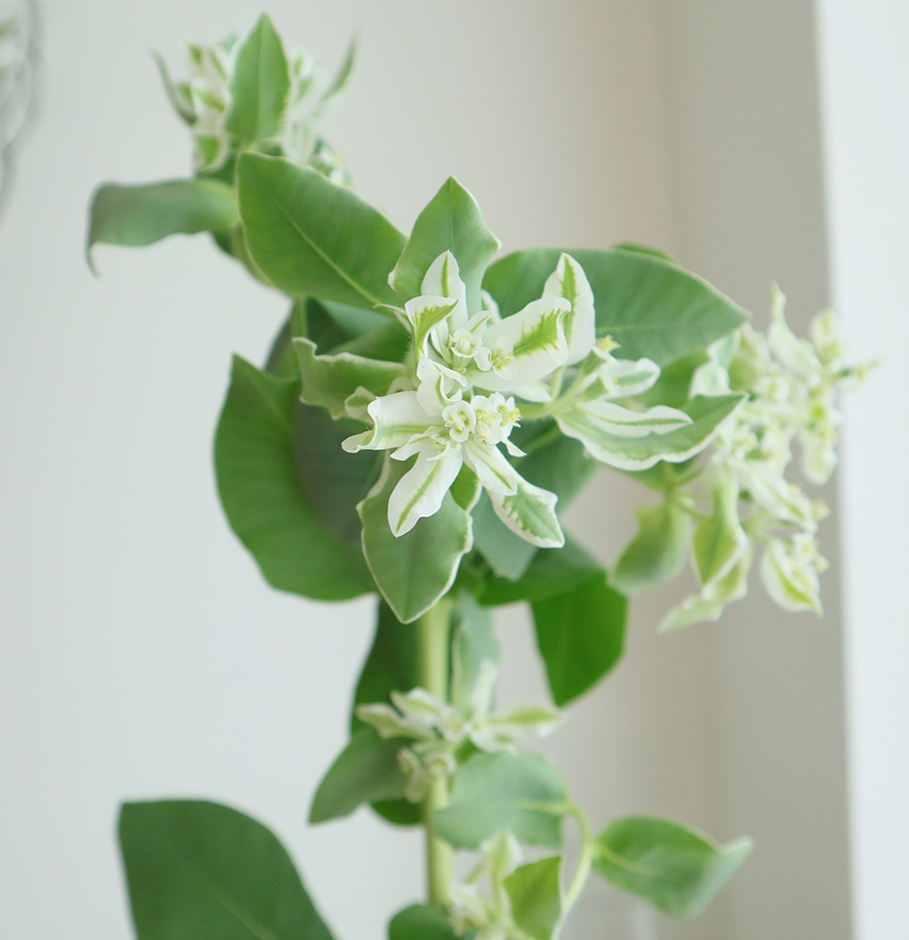 生花 初雪草 Ot 通販 はなどんやアソシエ