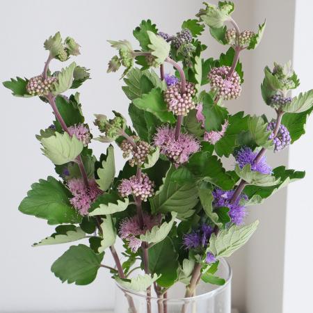 【生花】段菊(色おまかせ)60cm〜※商品説明をお読み下さい。【IT】