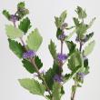 【生花】段菊(色おまかせ)60cm〜※商品説明をお読み下さい。【IT】