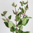 【生花】段菊(色おまかせ)60cm〜※商品説明をお読み下さい。【IT】