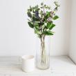 【生花】段菊(色おまかせ)60cm〜※商品説明をお読み下さい。【IT】