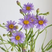 08直前!!】山形県おきたまのシオン(紫)50センチ-【生花】 - 花材通販は