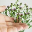 【生花】ヒメヒゴダイ　70CM程度　【OT】六合村ほか