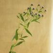 【生花】ヒメヒゴダイ　70CM程度　【OT】六合村ほか