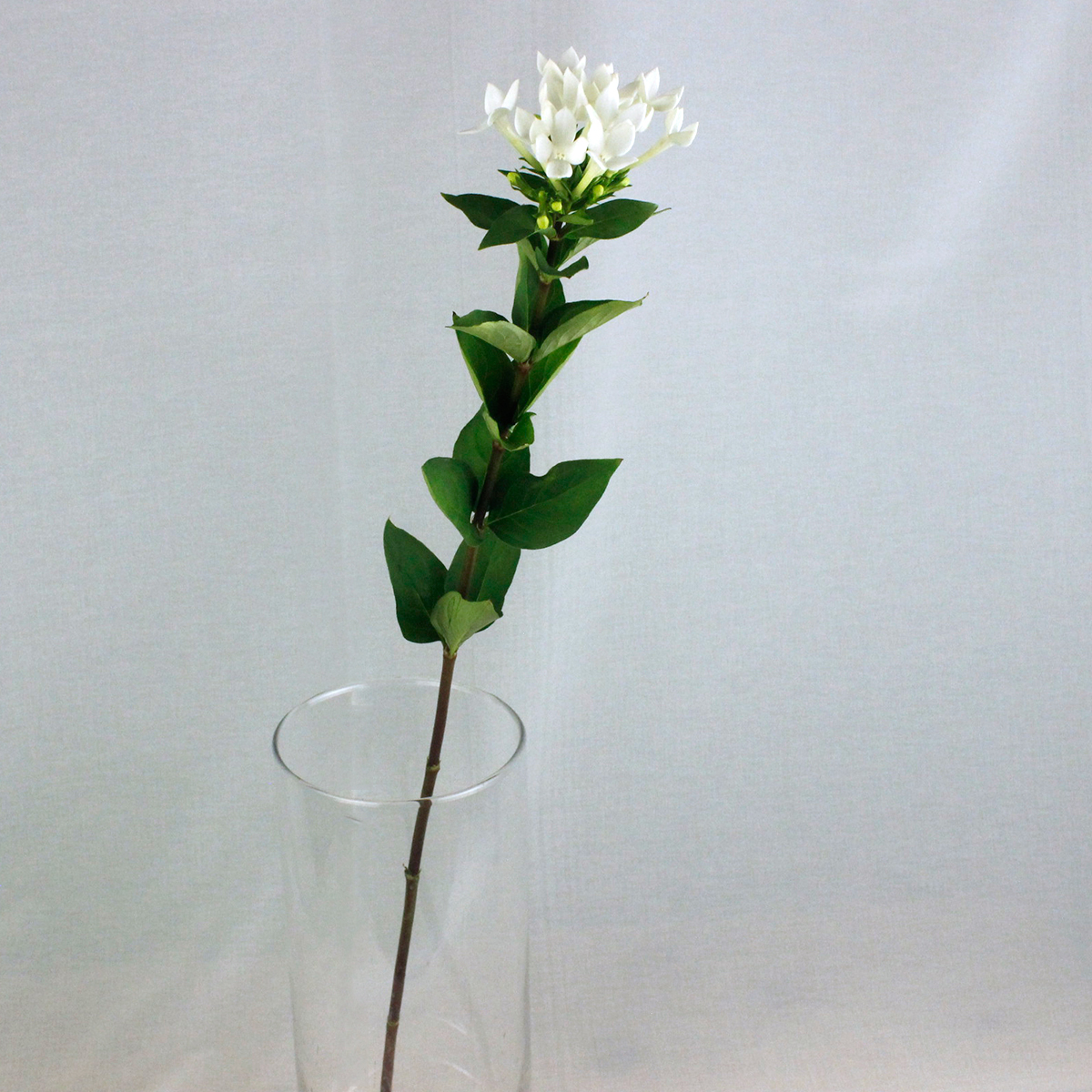 生花 ブバリア ホワイトシュープリーム 白 通販 はなどんやアソシエ 生花 ブバリア ホワイトシュープリーム 白 通販 はなどんやアソシエ