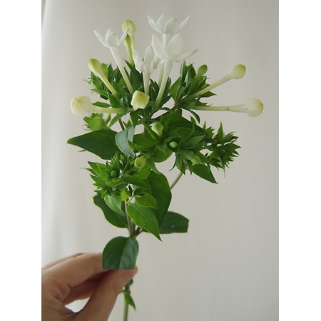 生花 ブバリア ホワイトシュープリーム 白 通販 はなどんやアソシエ 生花 ブバリア ホワイトシュープリーム 白 通販 はなどんやアソシエ