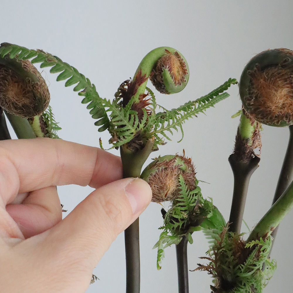 直前 ゼンマイ 束約10本 首折れ補償対象外 生花 通販 はなどんやアソシエ 直前 ゼンマイ 束約10本 首折れ補償対象外 生花 通販 はなどんやアソシエ