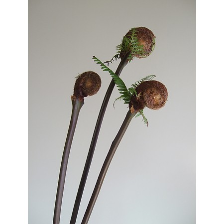 直前 ゼンマイ 本数単位 首折れ補償対象外 生花 通販 はなどんやアソシエ