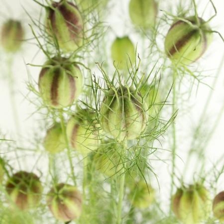 【生花】日本草花園　ニゲラの実(70cm)