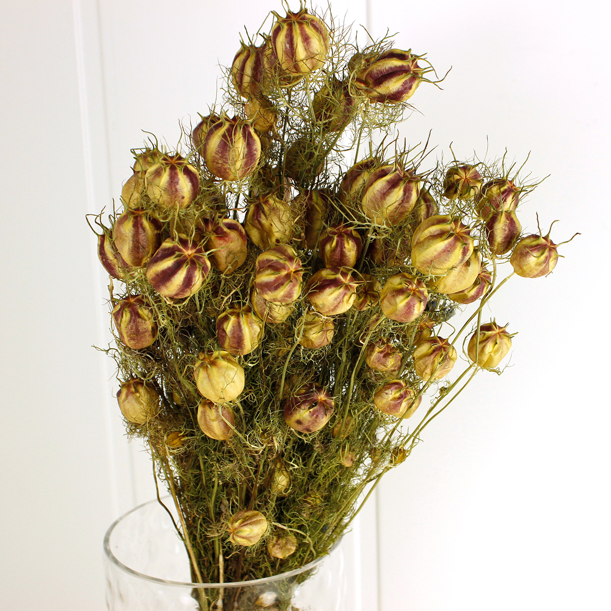 ドライ J Flow ニゲラの実 大束 通販 はなどんやアソシエ ドライ J Flow ニゲラの実 大束 通販 はなどんやアソシエ