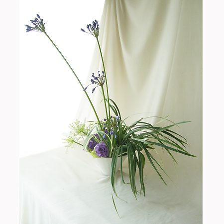 生花 アガパンサス 濃い青 70cm Ot 千葉県 通販 はなどんやアソシエ 生花 アガパンサス 濃い青 70cm Ot 千葉県 通販 はなどんやアソシエ