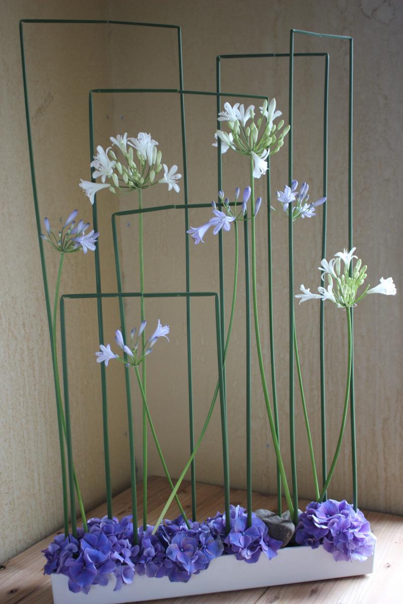 直前 アガパンサス 濃い青 ブルーダイヤモンドなど 70cm 通販 はなどんやアソシエ 直前 アガパンサス 濃い青 ブルーダイヤモンドなど 70cm 通販 はなどんやアソシエ