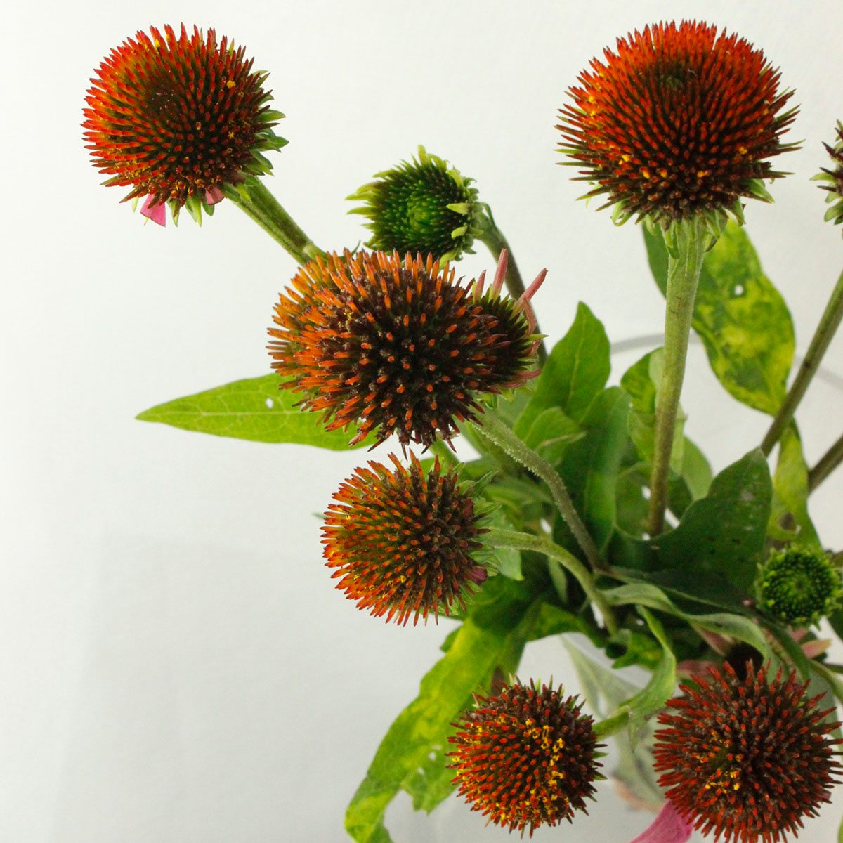 生花 エキナセア パープレア 花実 入荷少 Ja六合村 通販 はなどんやアソシエ 生花 エキナセア パープレア 花実 入荷少 Ja六合村 通販 はなどんやアソシエ