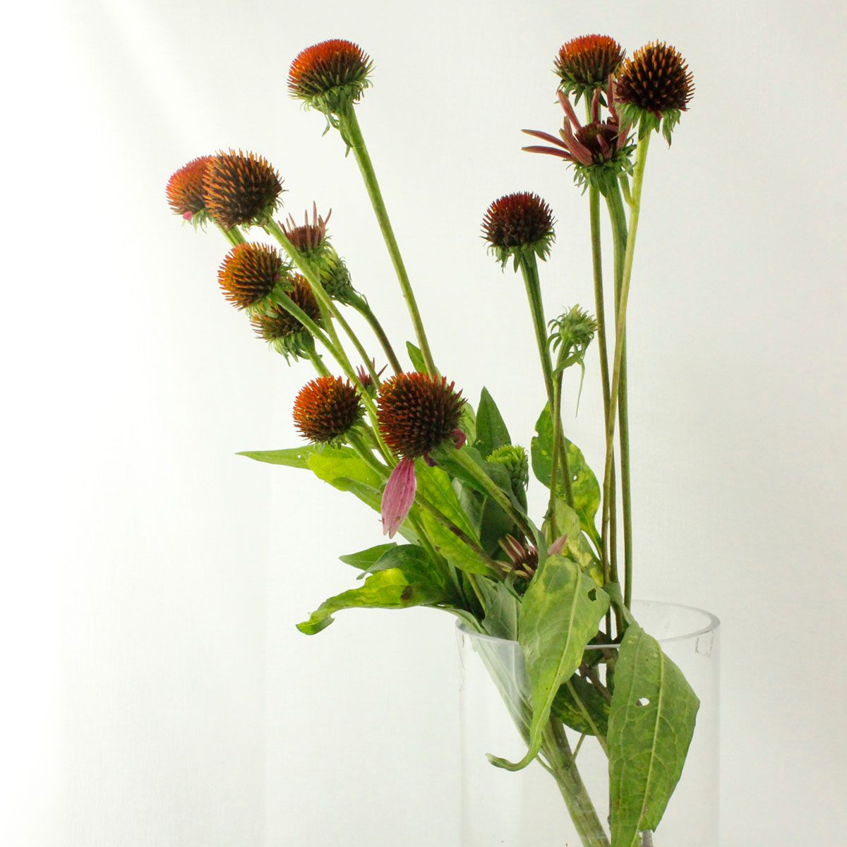 生花 エキナセア パープレア 花実 入荷少 Ja六合村 通販 はなどんやアソシエ 生花 エキナセア パープレア 花実 入荷少 Ja六合村 通販 はなどんやアソシエ