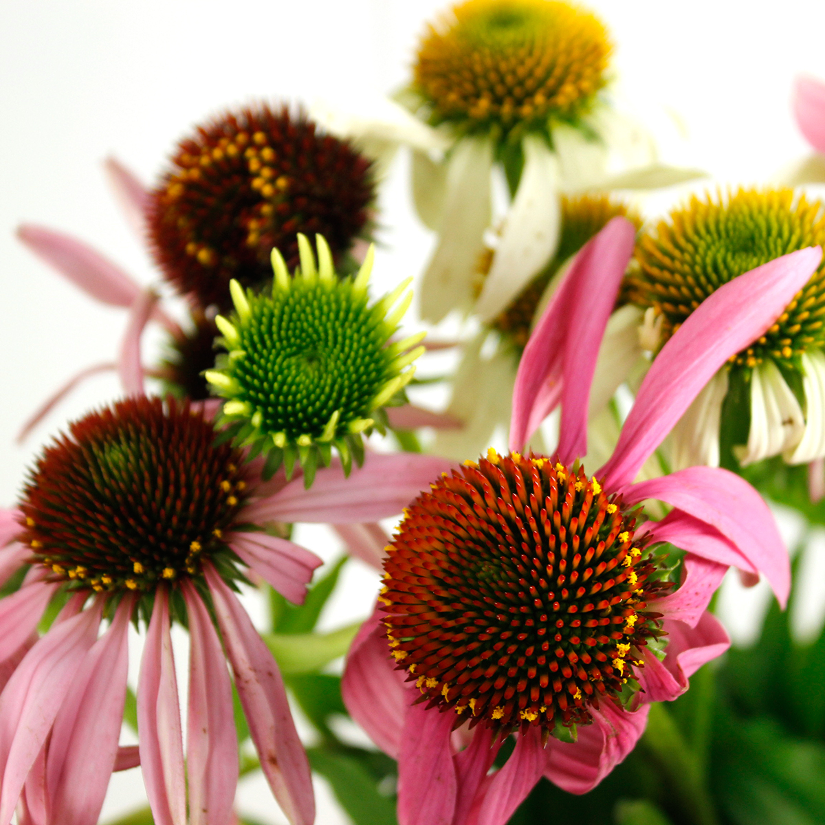 生花 エキナセア パープレア 花実 入荷少 Ja六合村 通販 はなどんやアソシエ 生花 エキナセア パープレア 花実 入荷少 Ja六合村 通販 はなどんやアソシエ