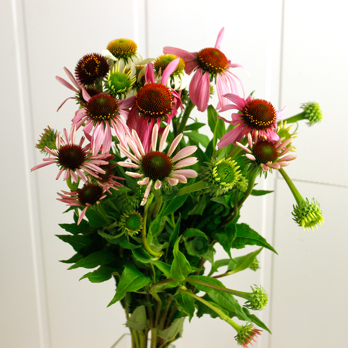 生花 エキナセア パープレア 花実 入荷少 Ja六合村 通販 はなどんやアソシエ