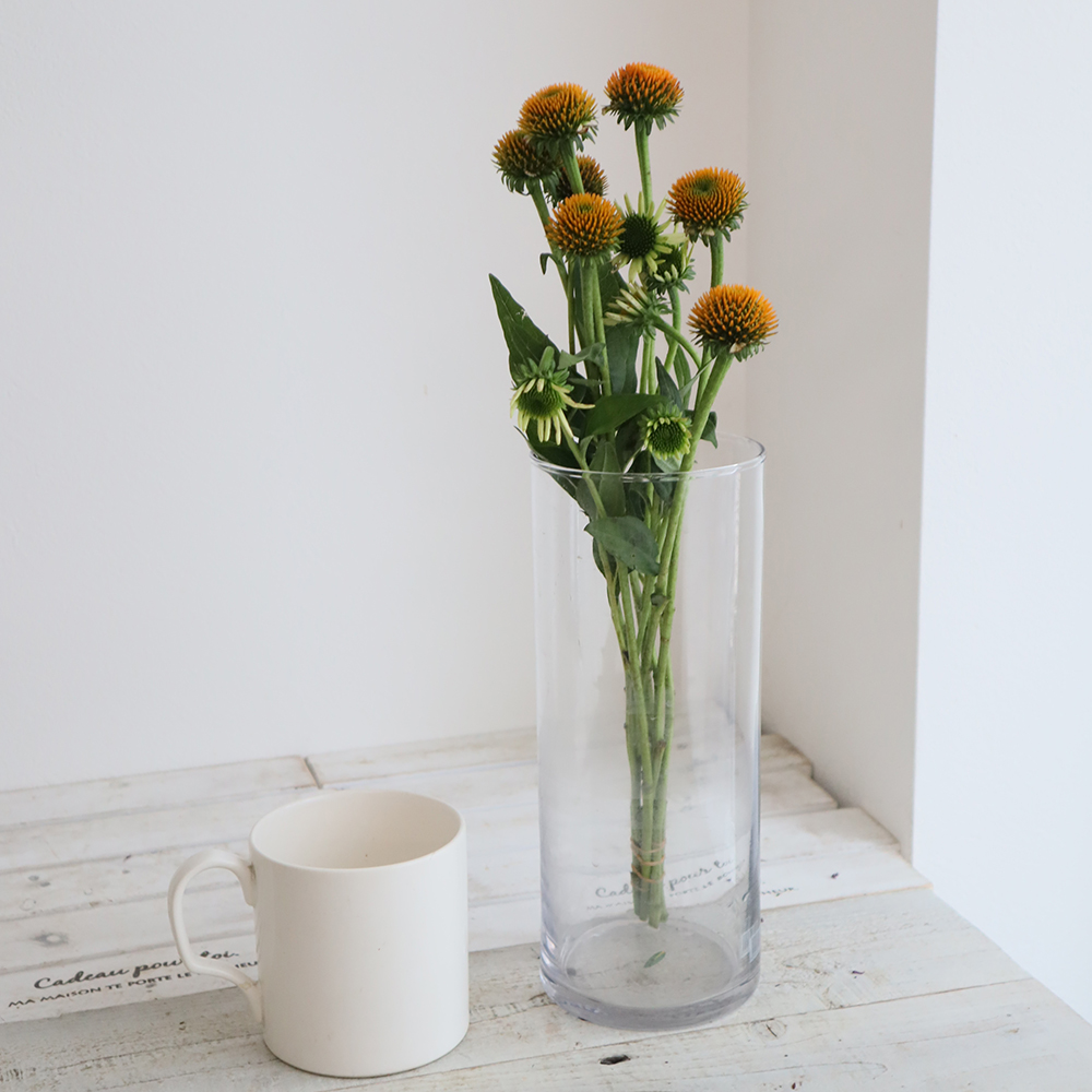 生花 エキナセア パープレア 花実 入荷少 Ja六合村 通販 はなどんやアソシエ 生花 エキナセア パープレア 花実 入荷少 Ja六合村 通販 はなどんやアソシエ