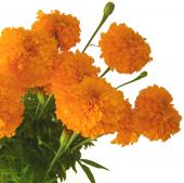 【生花】アフリカンマリーゴールド（オレンジ）　40～50cm程度【OT】