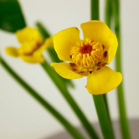 直前】河骨(花2・開葉8・巻葉2 /1杯)【生花】 - 花材通販はなどんや