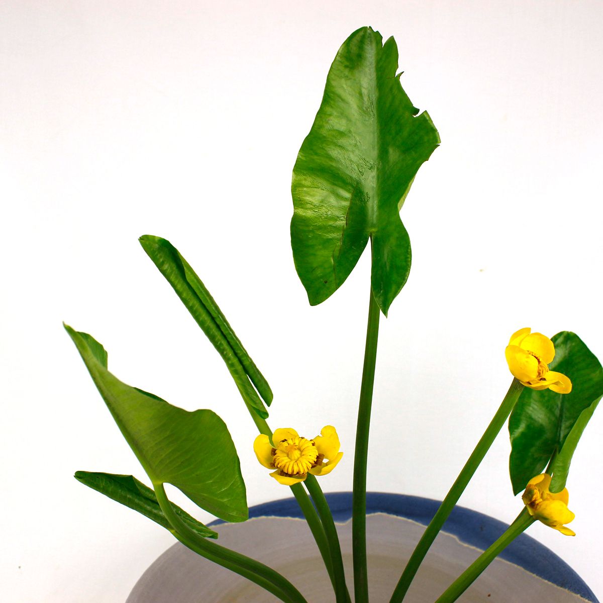 直前】河骨(花2・開葉8・巻葉2 /1杯)【生花】 - 花材通販はなどんや