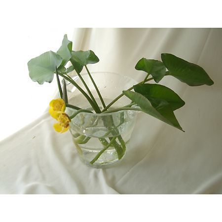 コウホネ 河骨 茶花 (お得な お纏め 20株 ) 直前】河骨(花2・開葉8・巻葉2 /1杯)【生花】 - 花材通販はなどんや