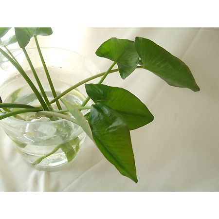 直前】河骨(花2・開葉8・巻葉2 /1杯)【生花】 - 花材通販はなどんや