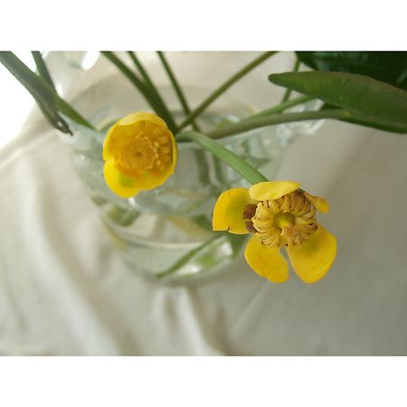 直前】河骨(花2・開葉8・巻葉2 /1杯)【生花】 - 花材通販はなどんや