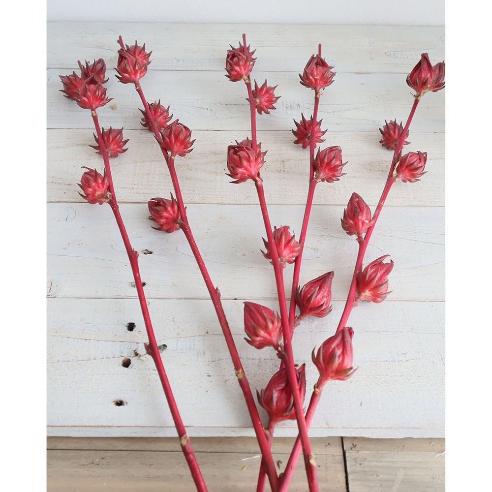 直前 ベニアオイ ローゼル 赤 紫系 70cm程度 土佐など 生花 通販 はなどんやアソシエ 直前 ベニアオイ ローゼル 赤 紫系 70cm程度 土佐など 生花 通販 はなどんやアソシエ