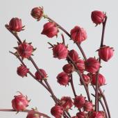 ※販売期間外※【生花】星野さんのベニアオイ（ローゼル）赤　60cm　【IT-29】