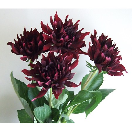 生花 ダリア 黒蝶 金井園芸 5本売り Ita 通販 はなどんやアソシエ 生花 ダリア 黒蝶 金井園芸 5本売り Ita 通販 はなどんやアソシエ