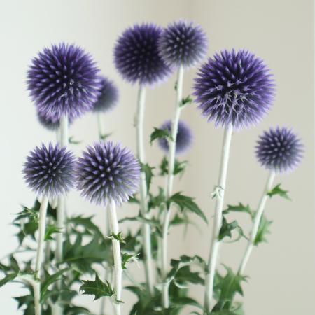 【08直前】【生花】<90cm程度>　ルリタマアザミ ベッチーズブルー　市場おすすめ品　神奈川県【OT】