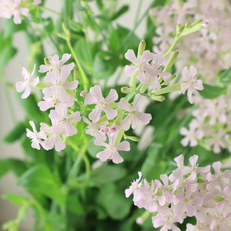 【生花】シレネ　サクラコマチ　40-50cm程度【OT】