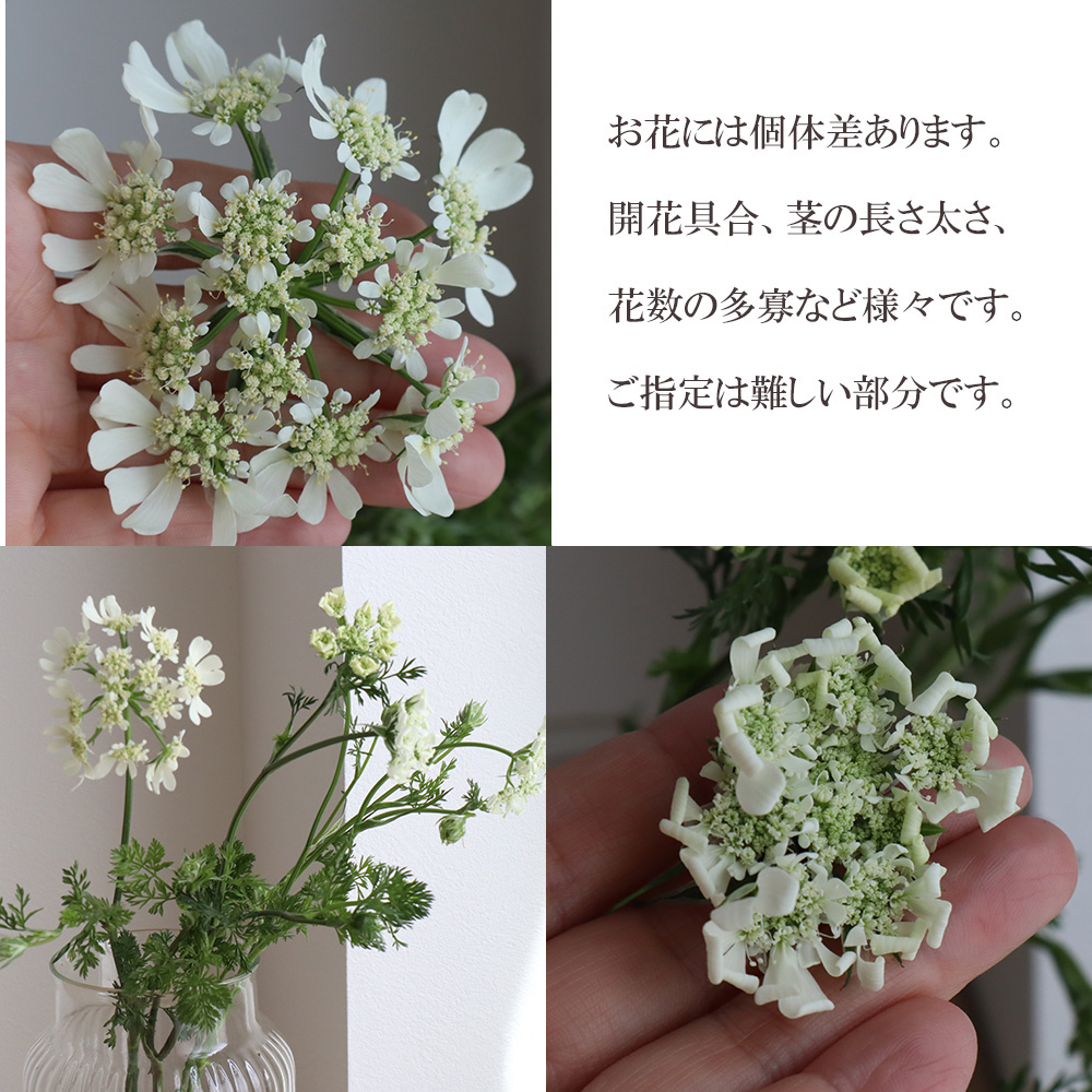 直前 ホワイトレース オルラヤ 40cm 生花 通販 はなどんやアソシエ 直前 ホワイトレース オルラヤ 40cm 生花 通販 はなどんやアソシエ