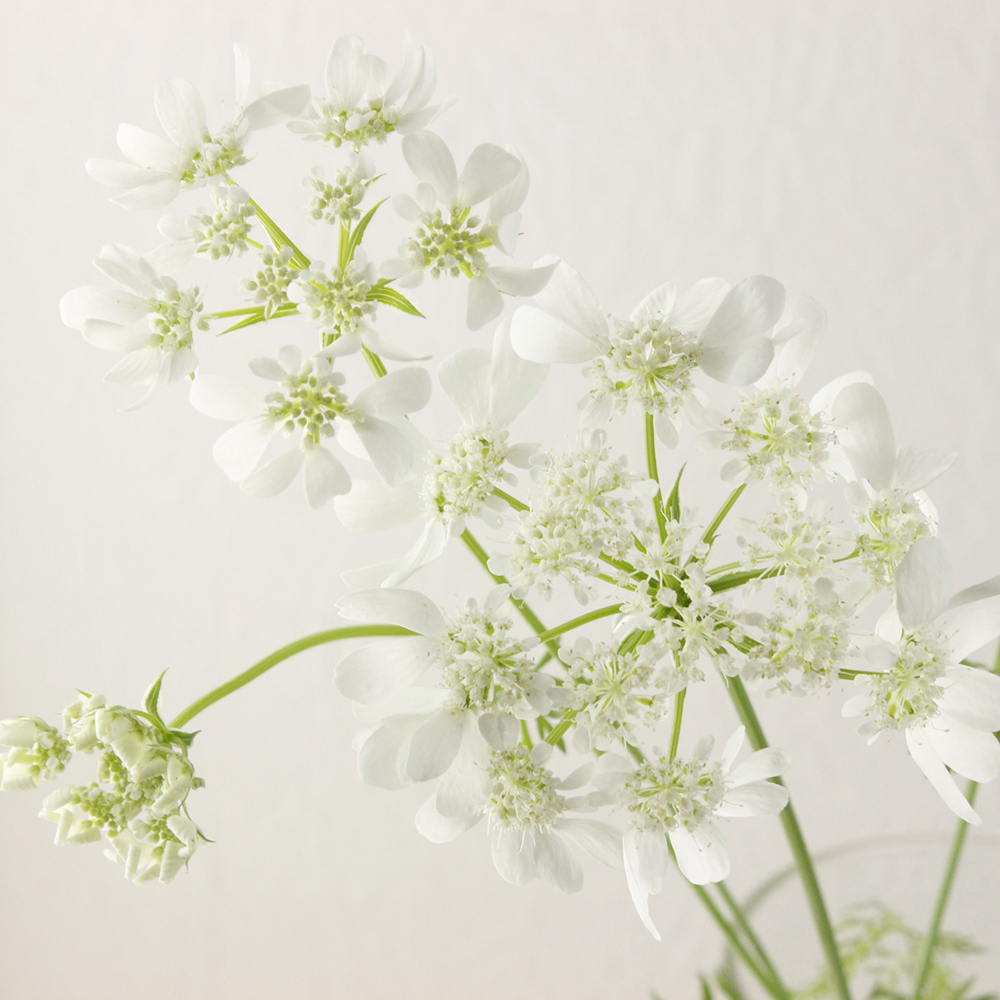 直前 ホワイトレース オルラヤ 40cm 生花 通販 はなどんやアソシエ 直前 ホワイトレース オルラヤ 40cm 生花 通販 はなどんやアソシエ