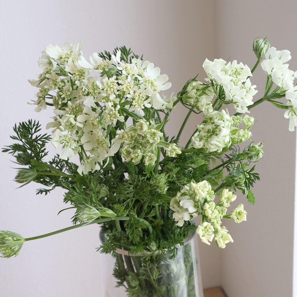 直前 ホワイトレース オルラヤ 40cm 生花 通販 はなどんやアソシエ 直前 ホワイトレース オルラヤ 40cm 生花 通販 はなどんやアソシエ