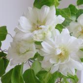 ※販売期間外※【生花】クレマチス　ダッチェスオブエジンバラ(白)30cm程度　長野県他