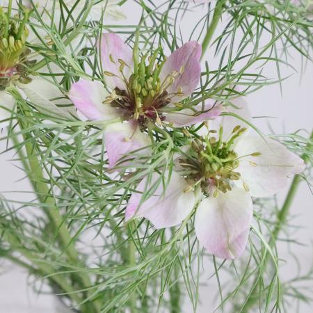 【08直前!】ニゲラ　ローズシェード(ピンク系)40センチ　千葉県青木園芸【生花】