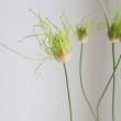 【08直前!】アリウム　ヘアー(グリーン)60cm程度　秋田県【生花】