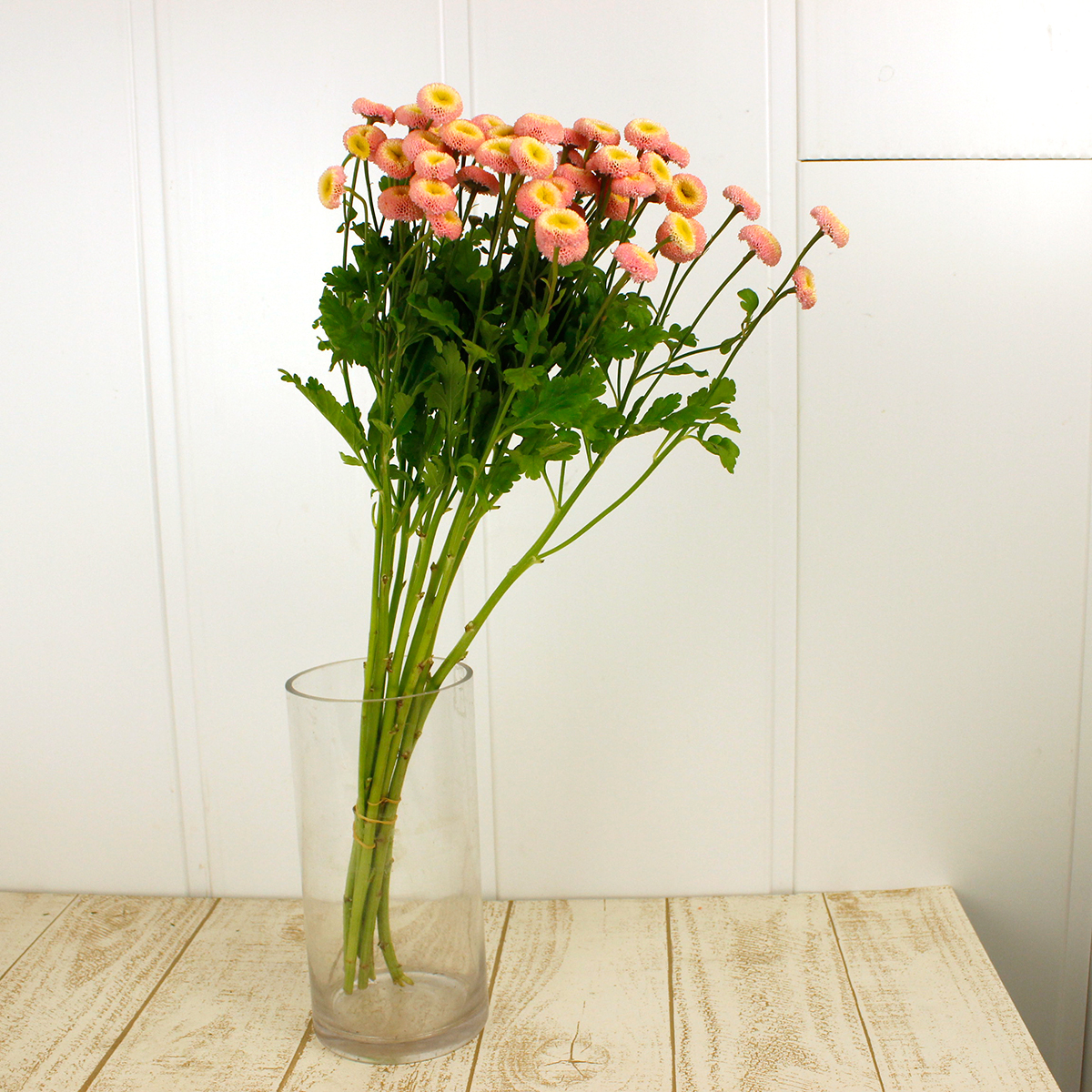 生花】マトリカリア タマゴピンク(50センチ〜)ワイルドプランツ吉村
