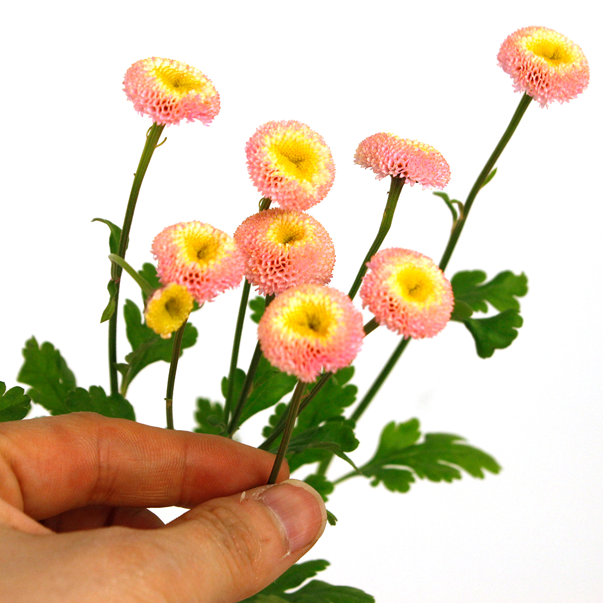 生花】マトリカリア タマゴピンク(50センチ〜)ワイルドプランツ吉村