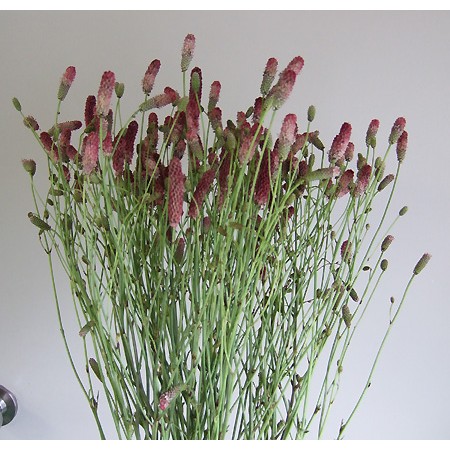 直前 ワレモコウ バイカラー 生花 通販 はなどんやアソシエ 直前 ワレモコウ バイカラー 生花 通販 はなどんやアソシエ