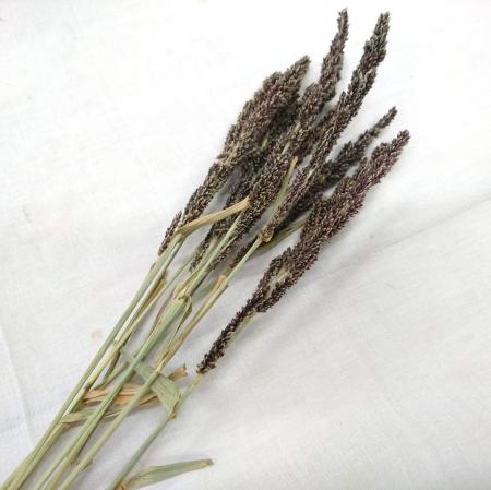 チョコドライフラワー 今だけ】ドライフラワー定期便を始めた方に、香る“チョコレートサシェ