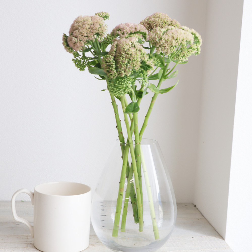 生花 セダム グリーンピンク 40cm 群馬県六合村 福島さん Ot 通販 はなどんやアソシエ 生花 セダム グリーンピンク 40cm 群馬県六合村 福島さん Ot 通販 はなどんやアソシエ