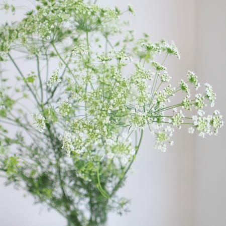 オフホワイトのばらと枝の花と葉 オフホワイトのばらと枝の花と葉 オフホワイトのばらと枝