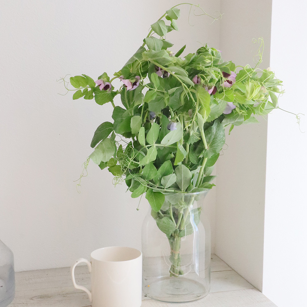 直前 生花 えんどう豆のつる cm 伊豆太陽ほか 通販 はなどんやアソシエ 直前 生花 えんどう豆のつる cm 伊豆太陽ほか 通販 はなどんやアソシエ