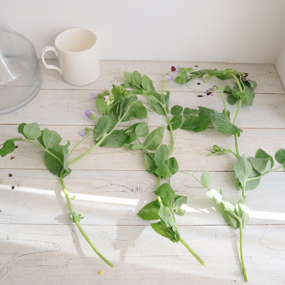 生花 えんどう豆のつる 30cm 伊豆太陽ほか Ot 通販 はなどんやアソシエ 生花 えんどう豆のつる 30cm 伊豆太陽ほか Ot 通販 はなどんやアソシエ