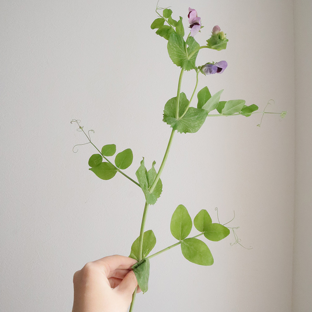 生花 えんどう豆のつる 30cm 伊豆太陽ほか Ot 通販 はなどんやアソシエ 生花 えんどう豆のつる 30cm 伊豆太陽ほか Ot 通販 はなどんやアソシエ