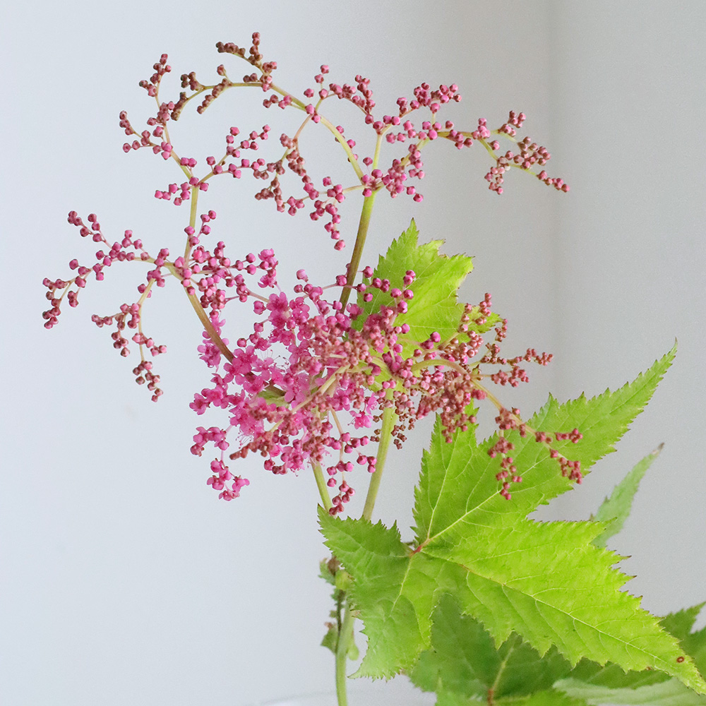 生花 京鹿の子 ピンク 50センチ程度 Fj 花福さんほか 通販 はなどんやアソシエ 生花 京鹿の子 ピンク 50センチ程度 Fj 花福さんほか 通販 はなどんやアソシエ