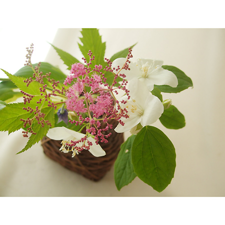 生花 京鹿の子 ピンク 50センチ程度 Fj 花福さんほか 通販 はなどんやアソシエ 生花 京鹿の子 ピンク 50センチ程度 Fj 花福さんほか 通販 はなどんやアソシエ