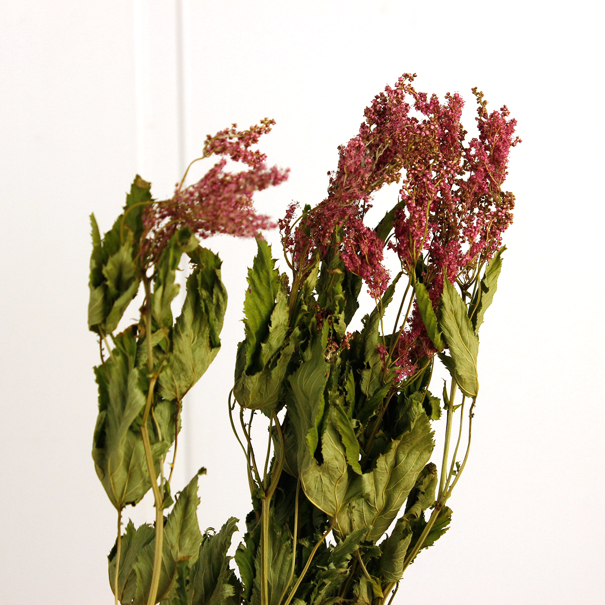 Off ドライ J Flow シモツケソウ 京鹿の子 束3 5本 S1 22 通販 はなどんやアソシエ Off ドライ J Flow シモツケソウ 京鹿の子 束3 5本 S1 22 通販 はなどんやアソシエ